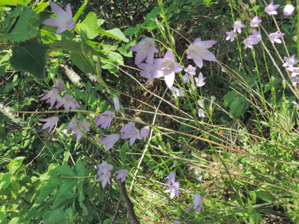 Fiori viola chiaro - Campanula rapunculus